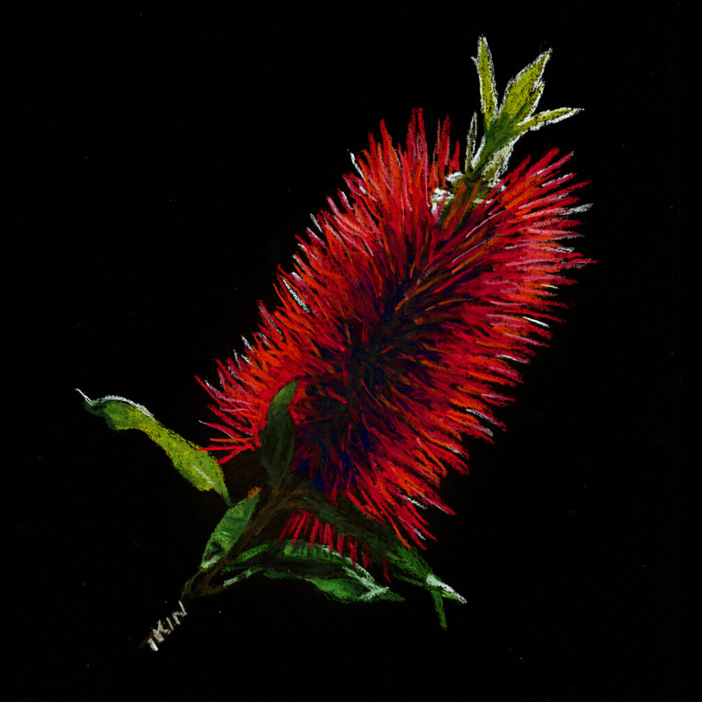 Picture of a bottlebrush flower by Dane Ikin