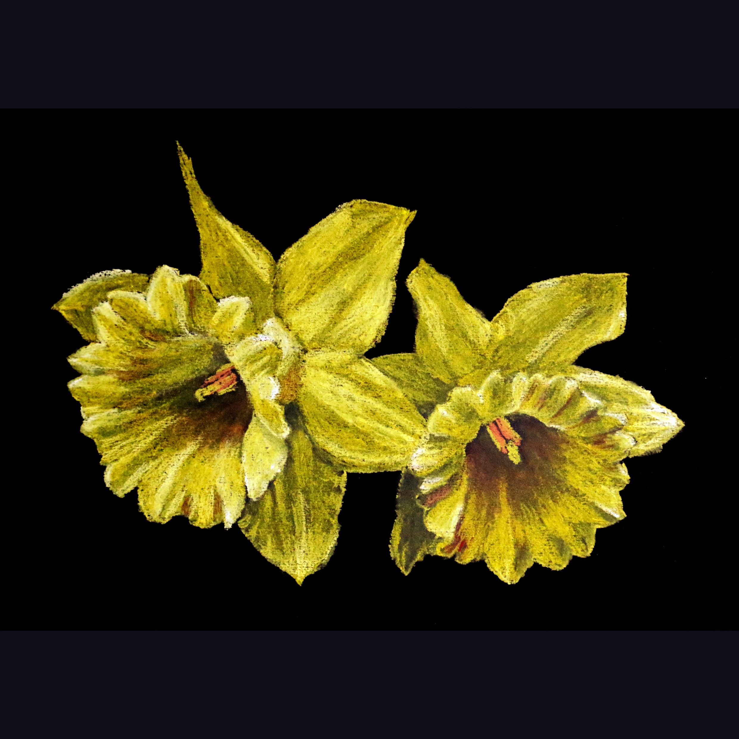 Picture of two daffodils by Dane Ikin