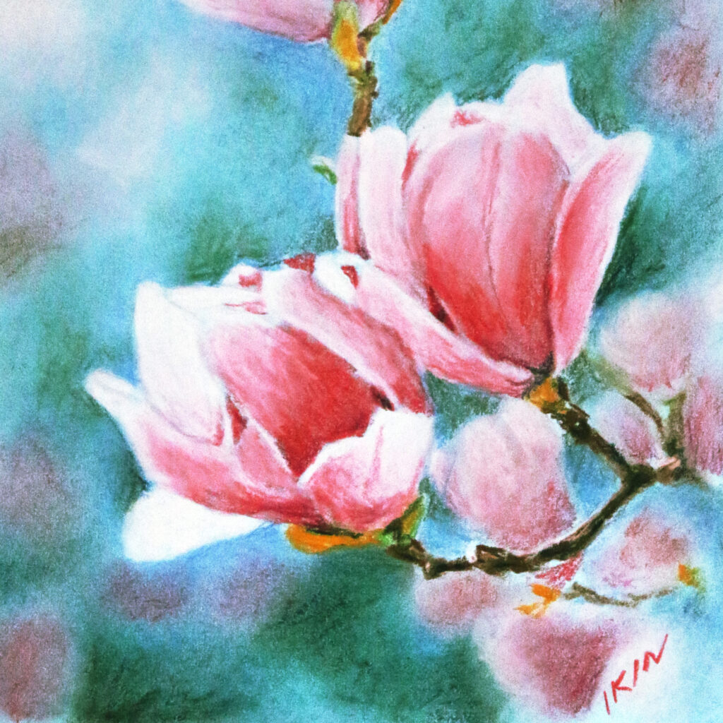 Picture of pink magnolias by Dane Ikin