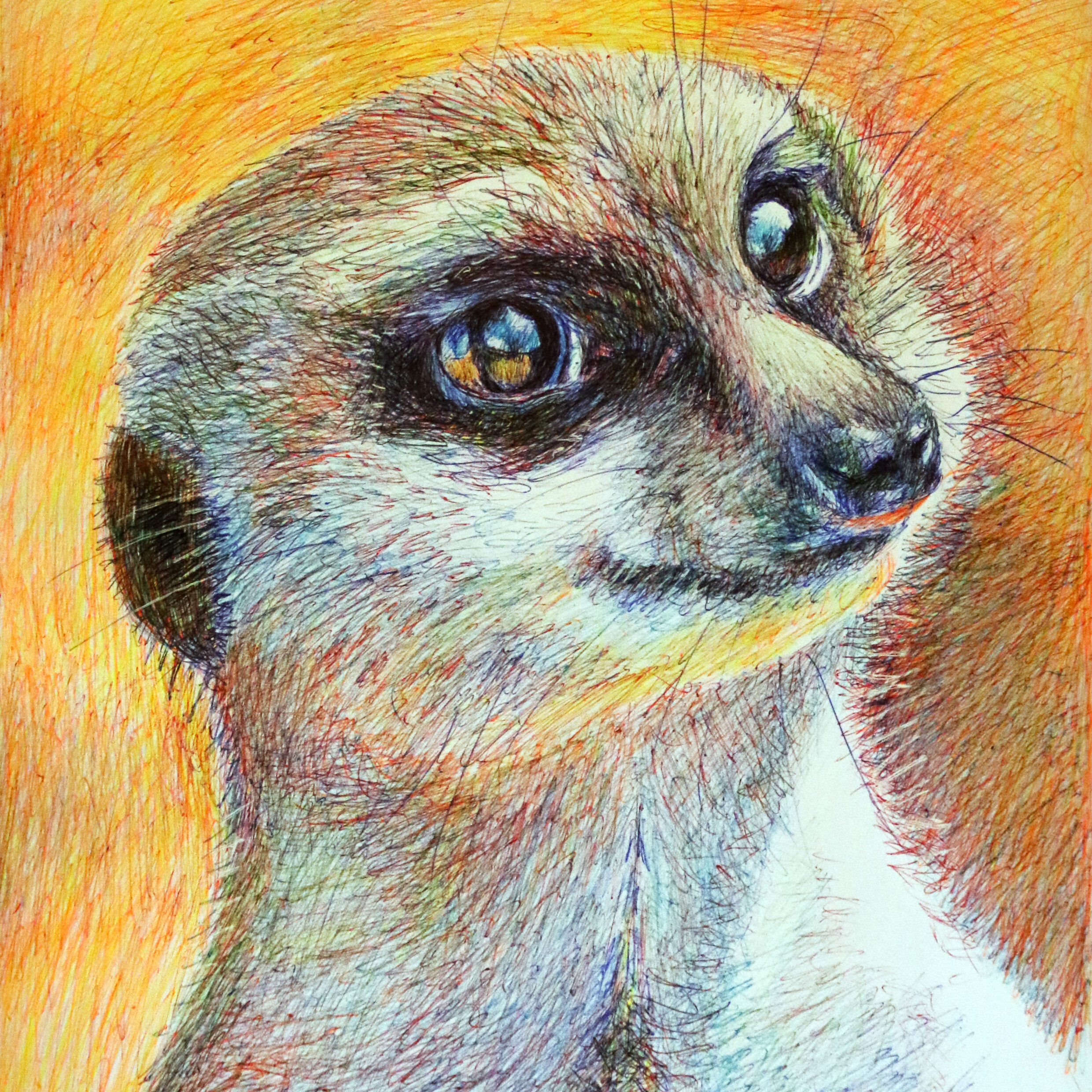 Picture of a meerkat by Dane Ikin