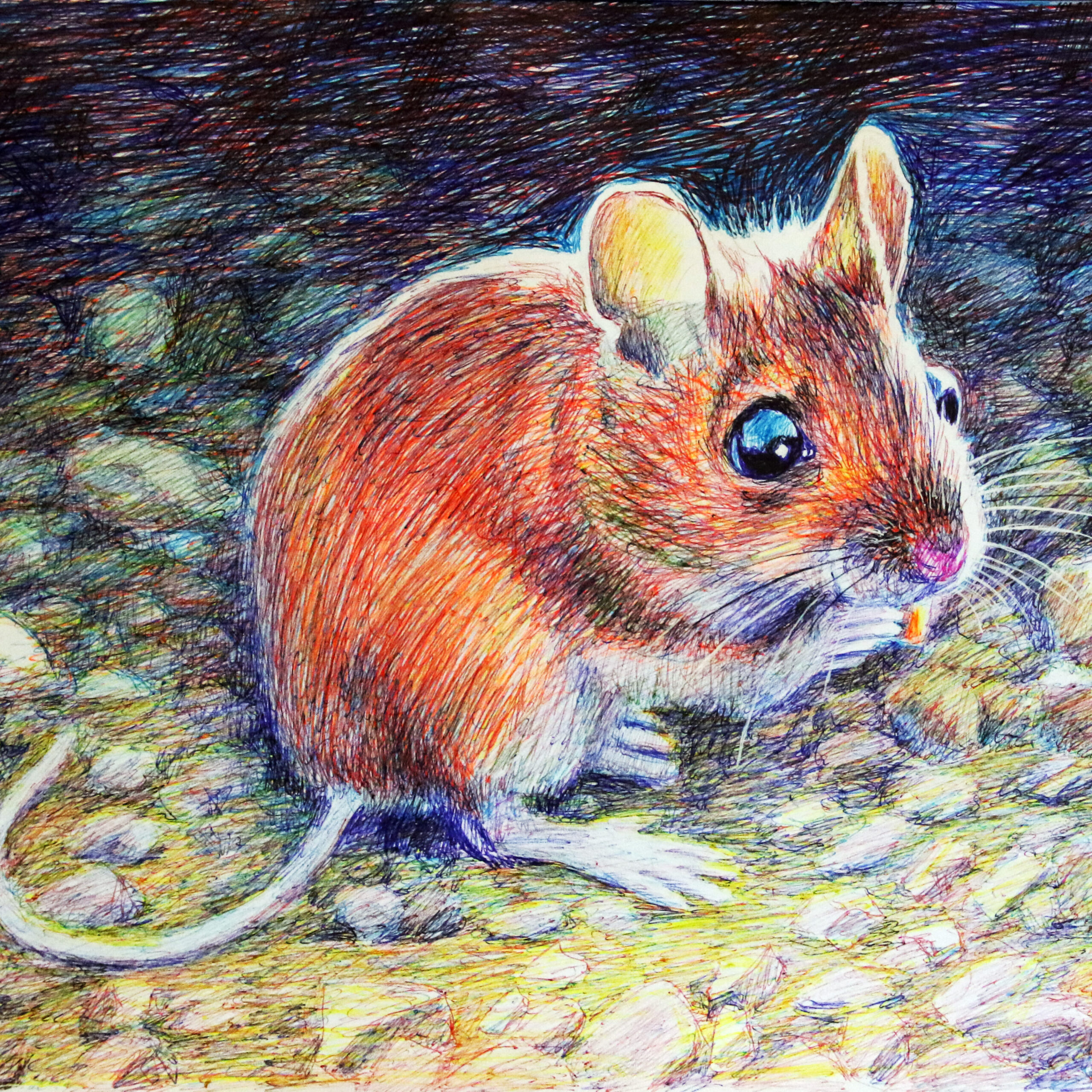 Picture of a field mouse by Dane Ikin