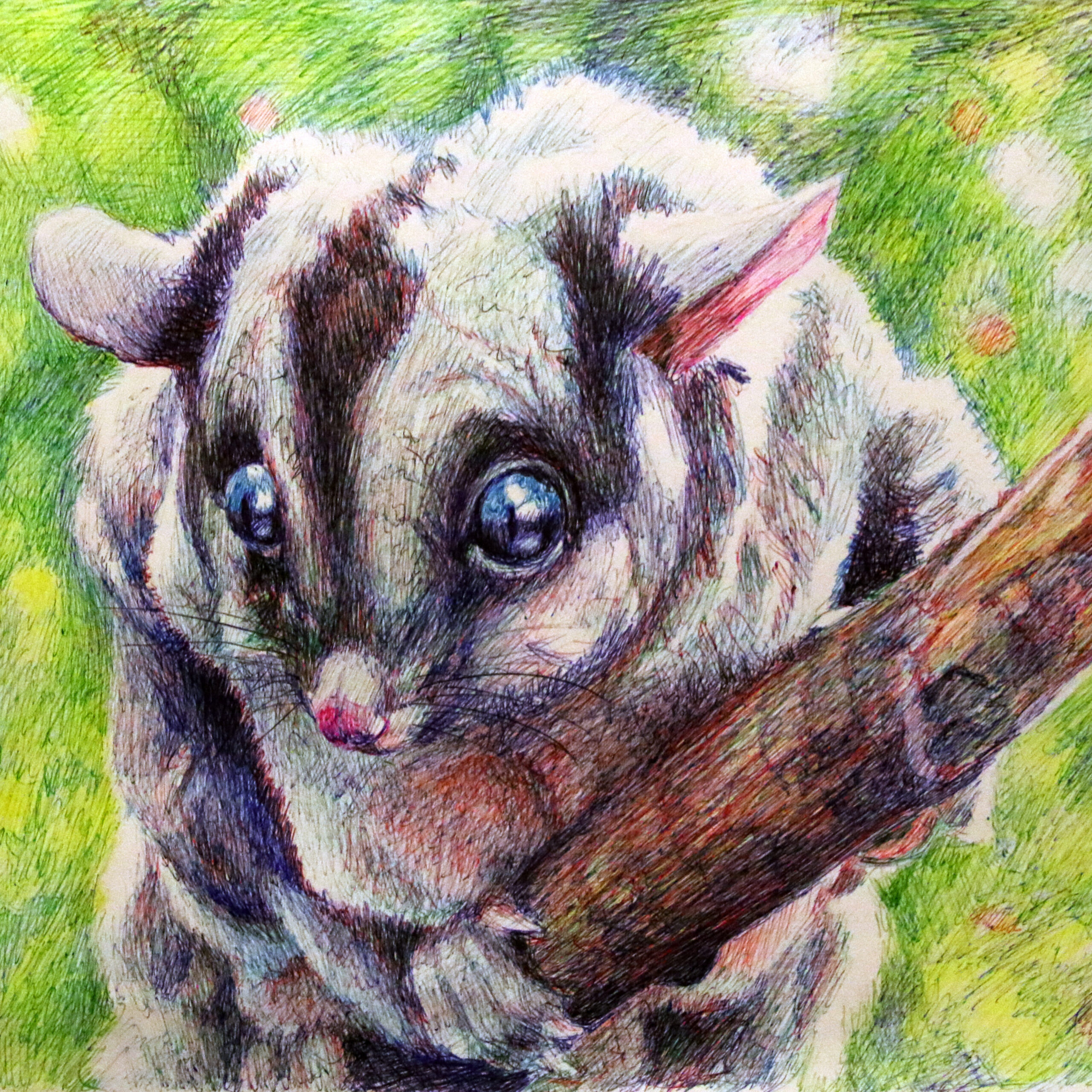 Picture of a shy sugar glider by Dane Ikin