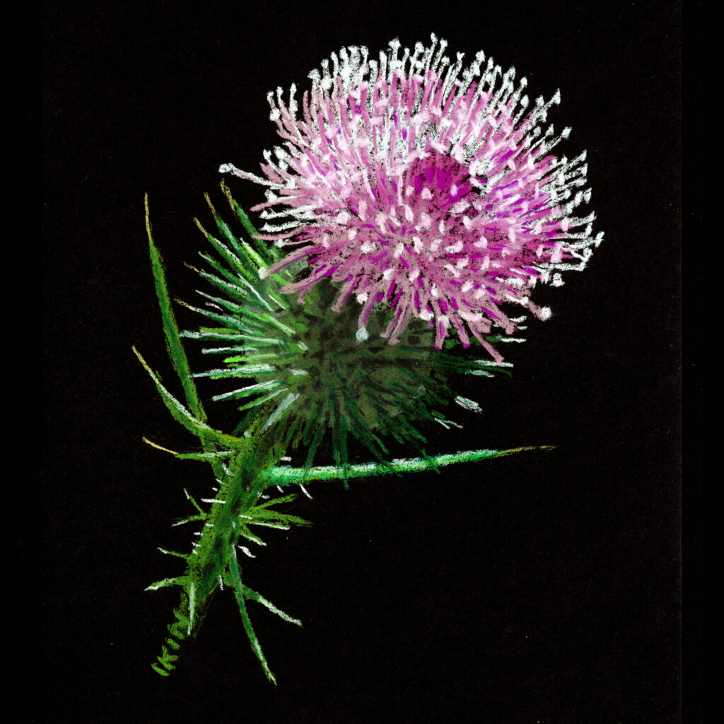 Picture of a thistle by Dane Ikin