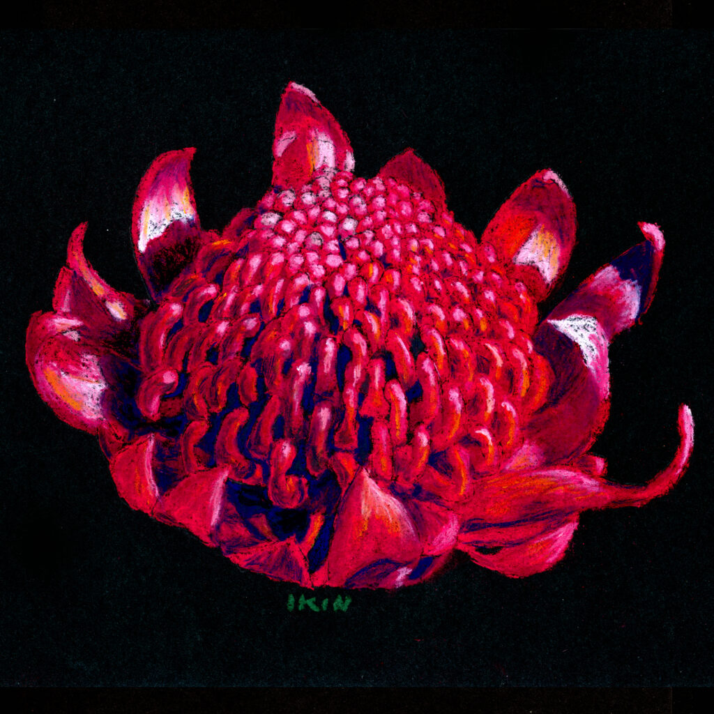 Picture of a waratah by Dane Ikin